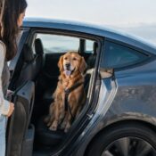 Can you bring a dog in a rented Tesla?